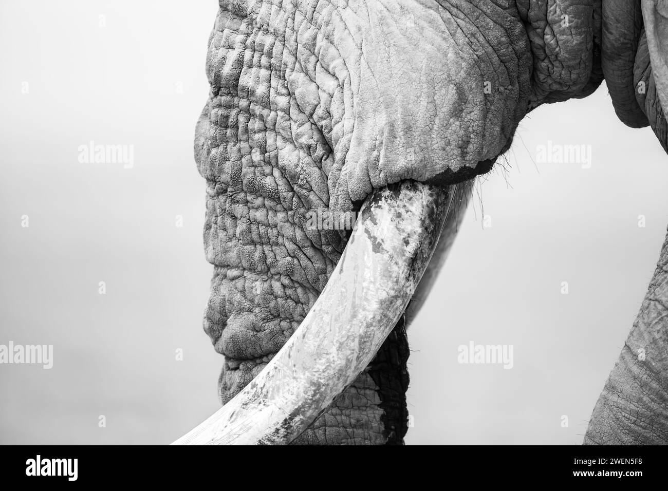 Gros plan noir et blanc d'un éléphant d'Afrique. Banque D'Images
