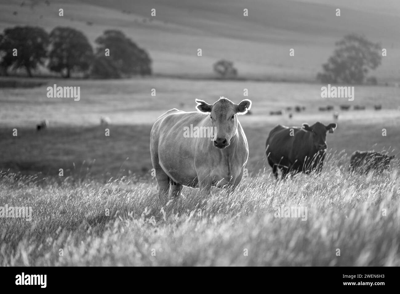 Gros plan d'une vache noire et blanche paissant sur le pâturage dans un champ d'une ferme avec le coucher du soleil ci-dessous Banque D'Images