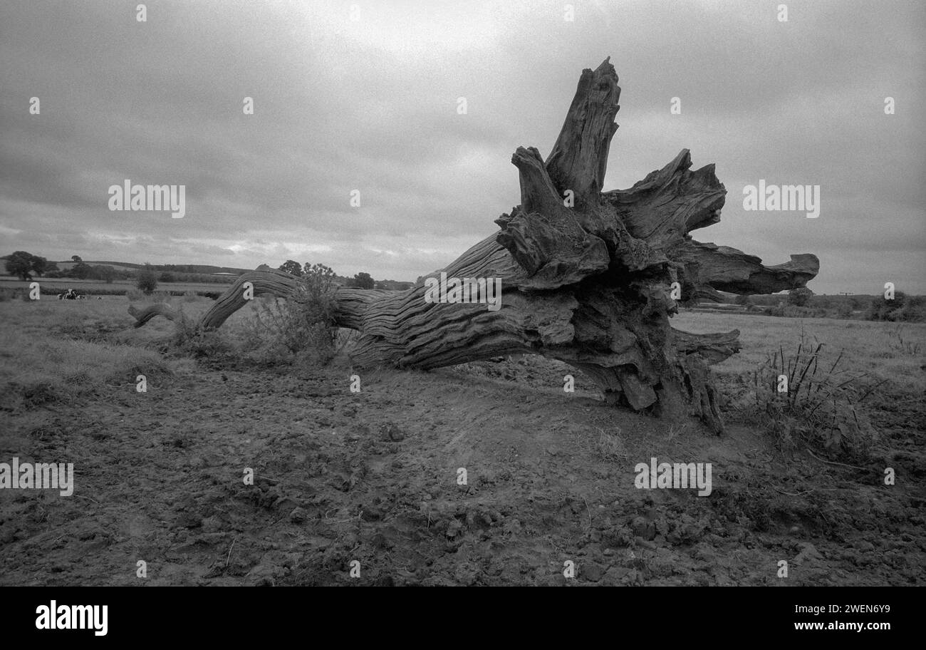 Un tronc d'arbre tombé dans les champs d'un fermier Coughton Warwickshire Banque D'Images