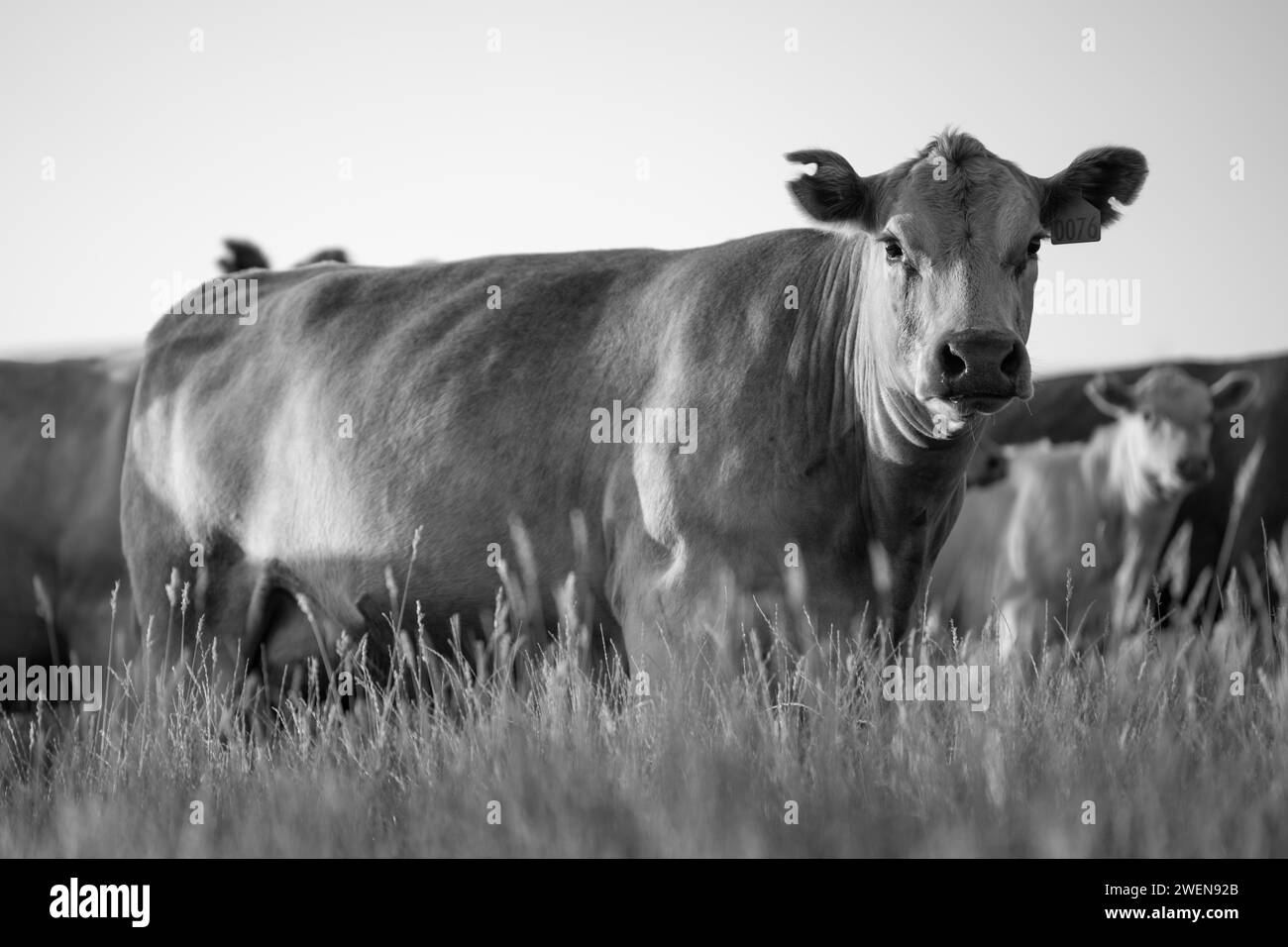 Élevage holistique de vaches Angus, wagyu et Murray Grey mangeant de longs pâturages dans un été chaud et sec au crépuscule en Australie Banque D'Images