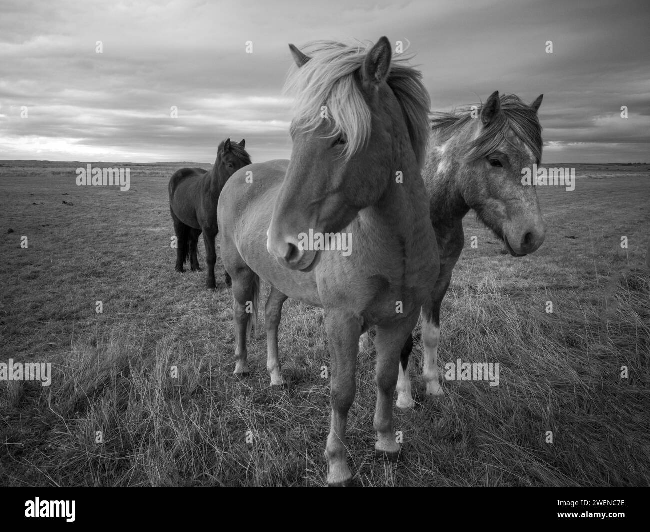Chevaux en Islande en Black White animaux Banque D'Images