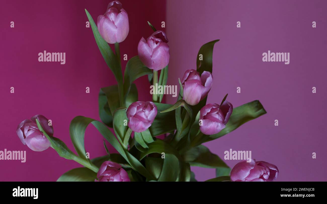 Un bouquet de tulipes roses o un fond rose-violet. Banque D'Images