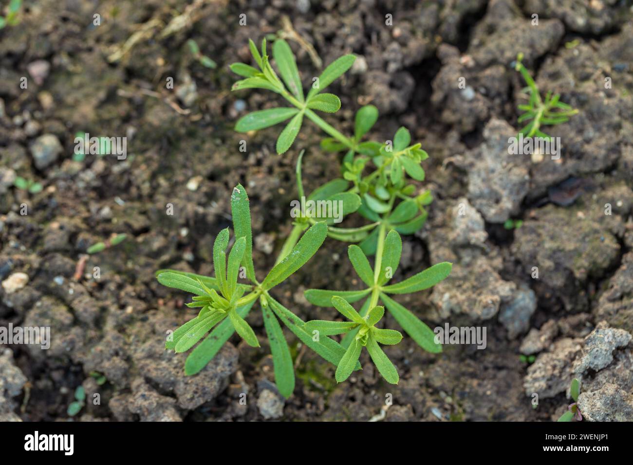 Couperets, Galium aparine, semis, germe Banque D'Images