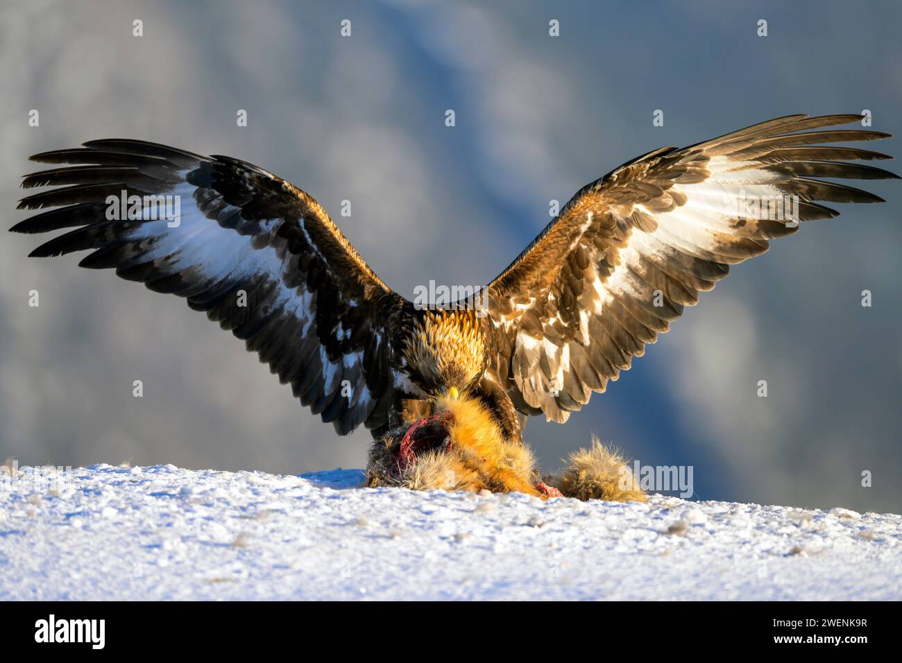 Aigle royal (Aquila chrysaetos) se nourrissant d'un renard roux. Photo de Telemark, sud de la Norvège. Banque D'Images