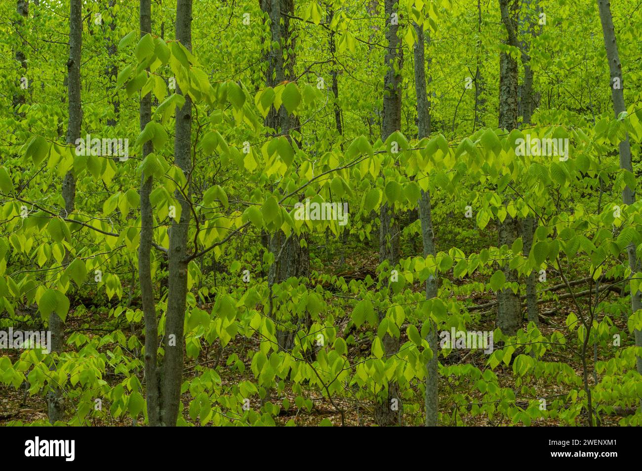 Forêt de hêtres, Fagus grandifolia, à la fin du printemps dans les montagnes Adirondack de l'État de New York Banque D'Images