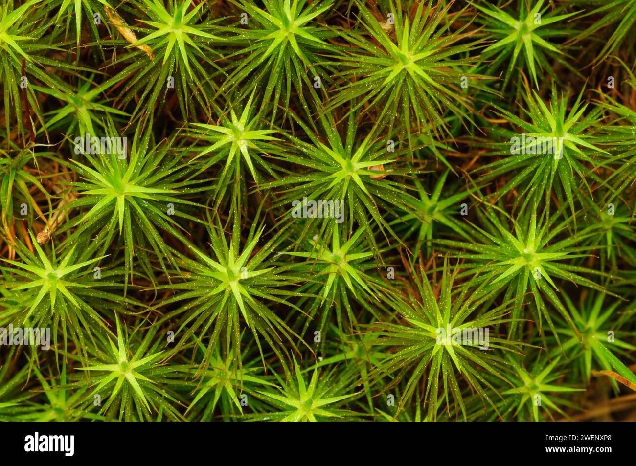 Genévrier Haircap Moss, (Polytrichum juniperinum), pousse à la fin du printemps dans les montagnes Adirondack de l'État de New York Banque D'Images