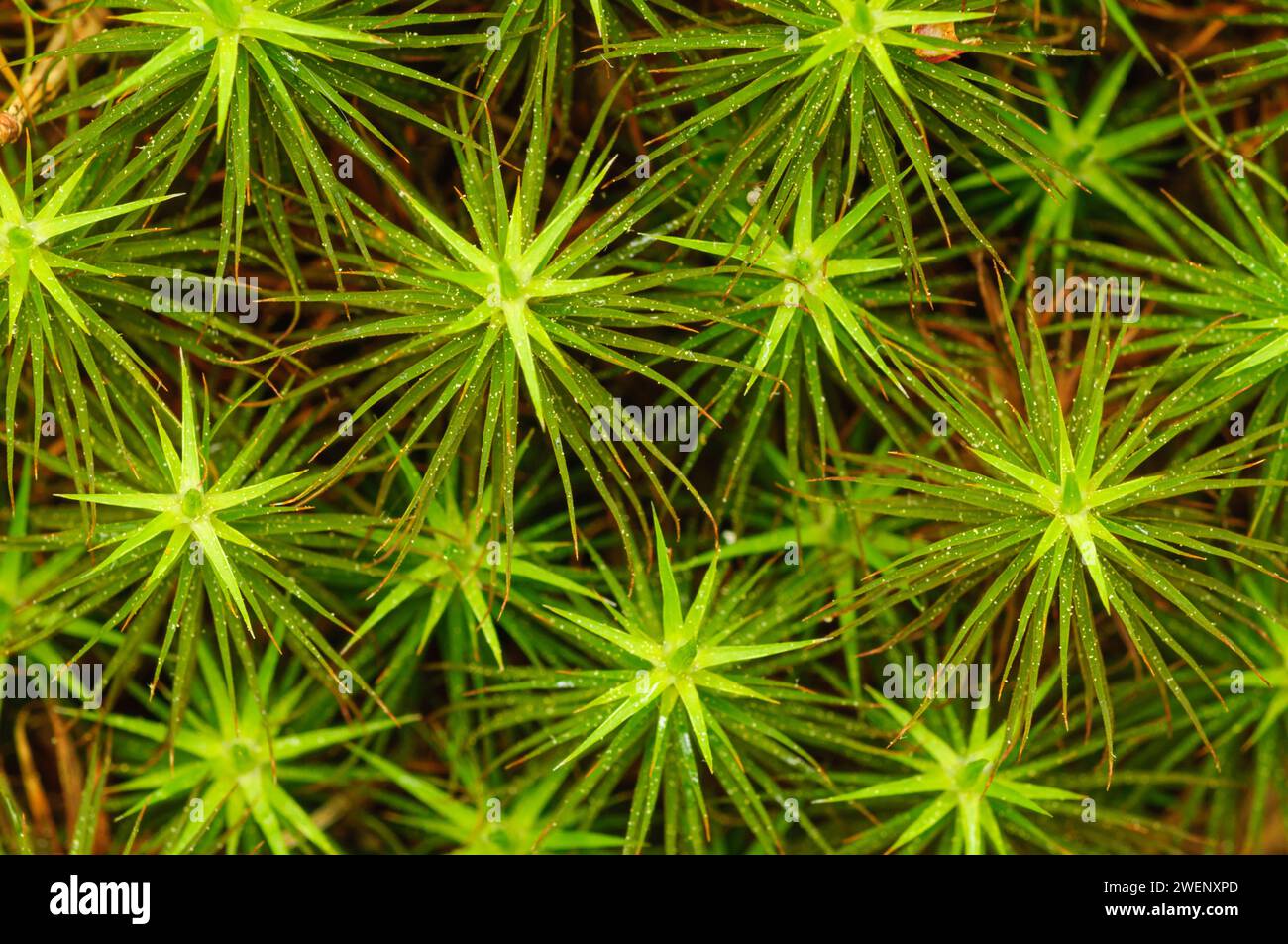 Genévrier Haircap Moss, (Polytrichum juniperinum), pousse à la fin du printemps dans les montagnes Adirondack de l'État de New York Banque D'Images