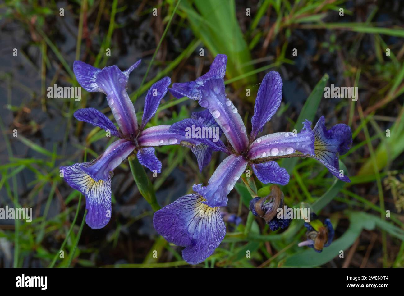 Iris drapeau bleu (Iris versicolor) poussant le long d'un étang dans la réserve forestière Adirondack dans l'État de New York Banque D'Images