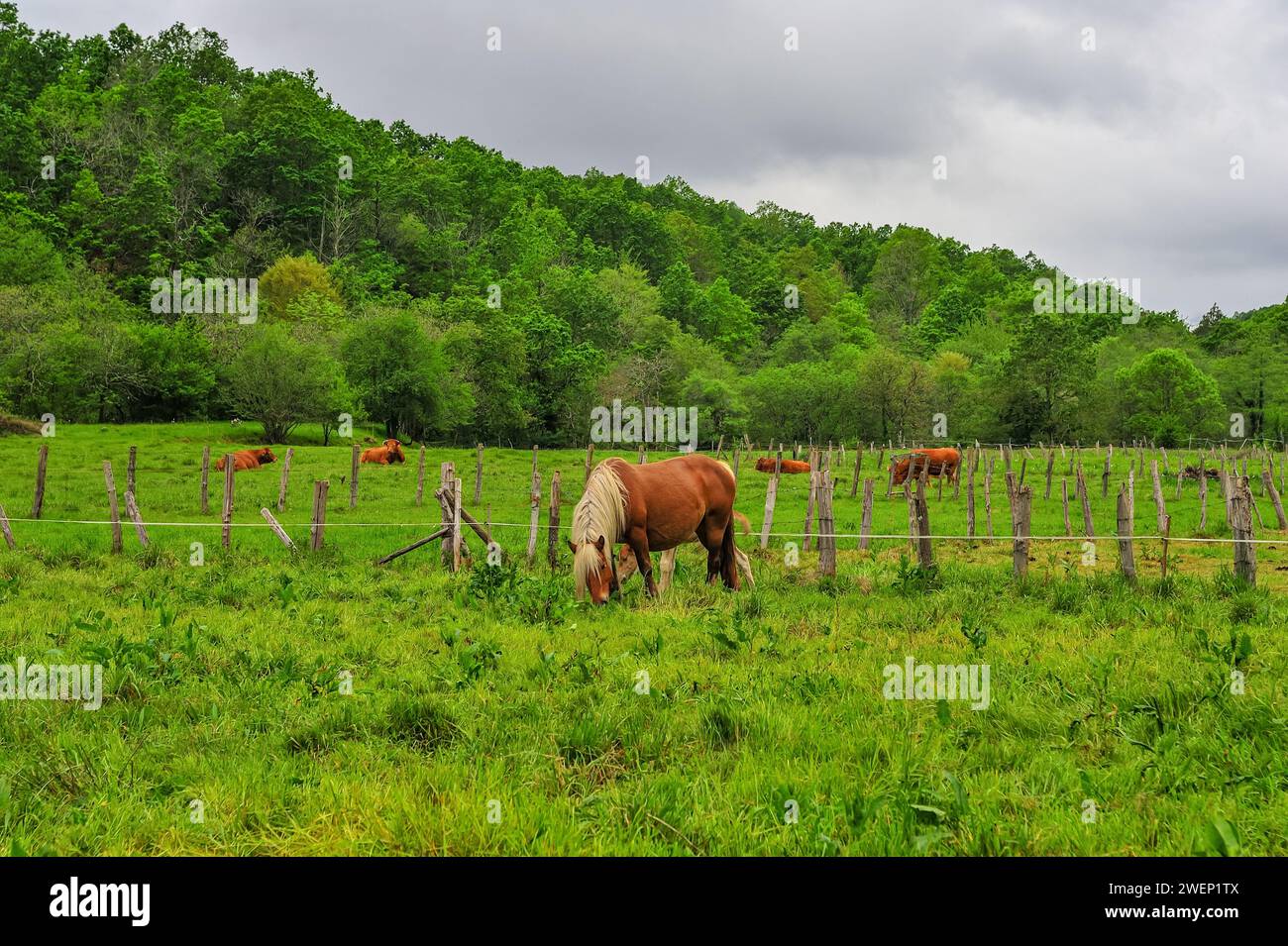 Une jument châtaignier avec une crinière blanche prend tendrement soin de son poulain dans un champ vert vibrant, avec d'autres chevaux paissant à proximité. Banque D'Images