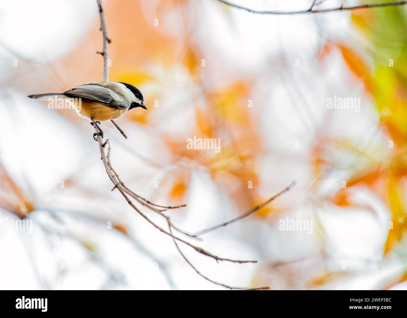 Adorable Chickadee à coiffe noire (Poecile atricapillus) volant parmi les arbres dans les paysages enchanteurs du Nouveau-Mexique. Banque D'Images