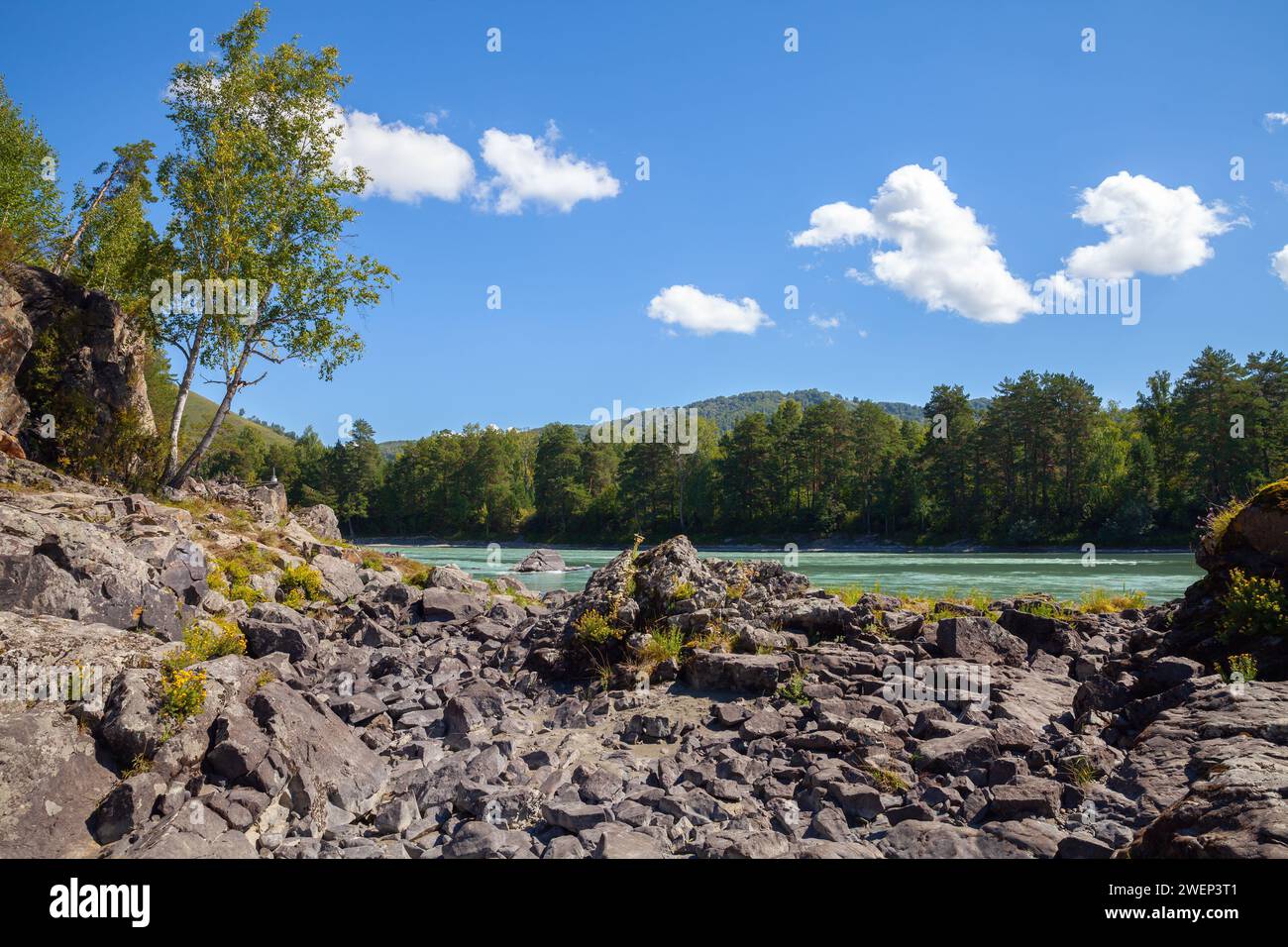 Petit arbre pousse à la côte rocheuse de la rivière Katun, paysage sibérien. République de l'Altaï, Russie Banque D'Images