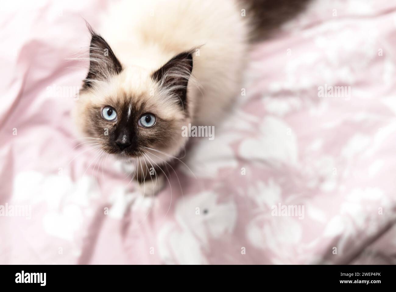 Chaton doux sur couverture rose Banque D'Images