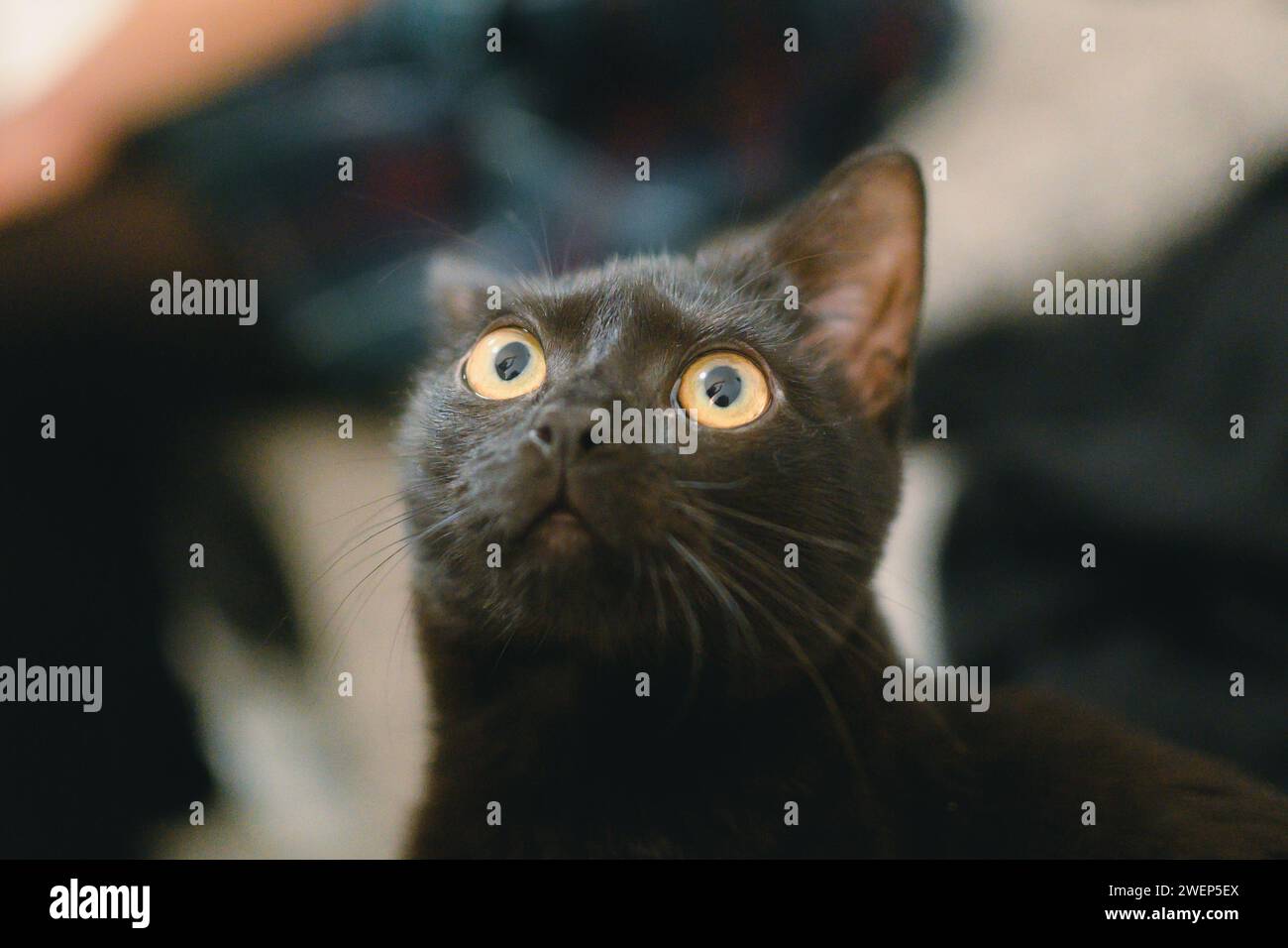 Chat noir avec les yeux jaunes regardant vers le haut vers le ciel tout en se reposant sur un lit Banque D'Images