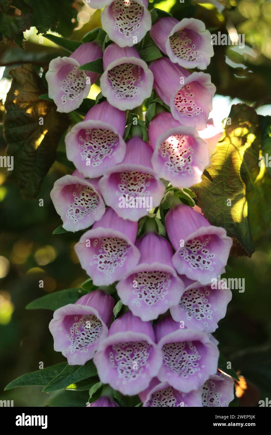 Un seul foxglove rose et blanc, avec un gros dé à coudre comme des fleurs Banque D'Images