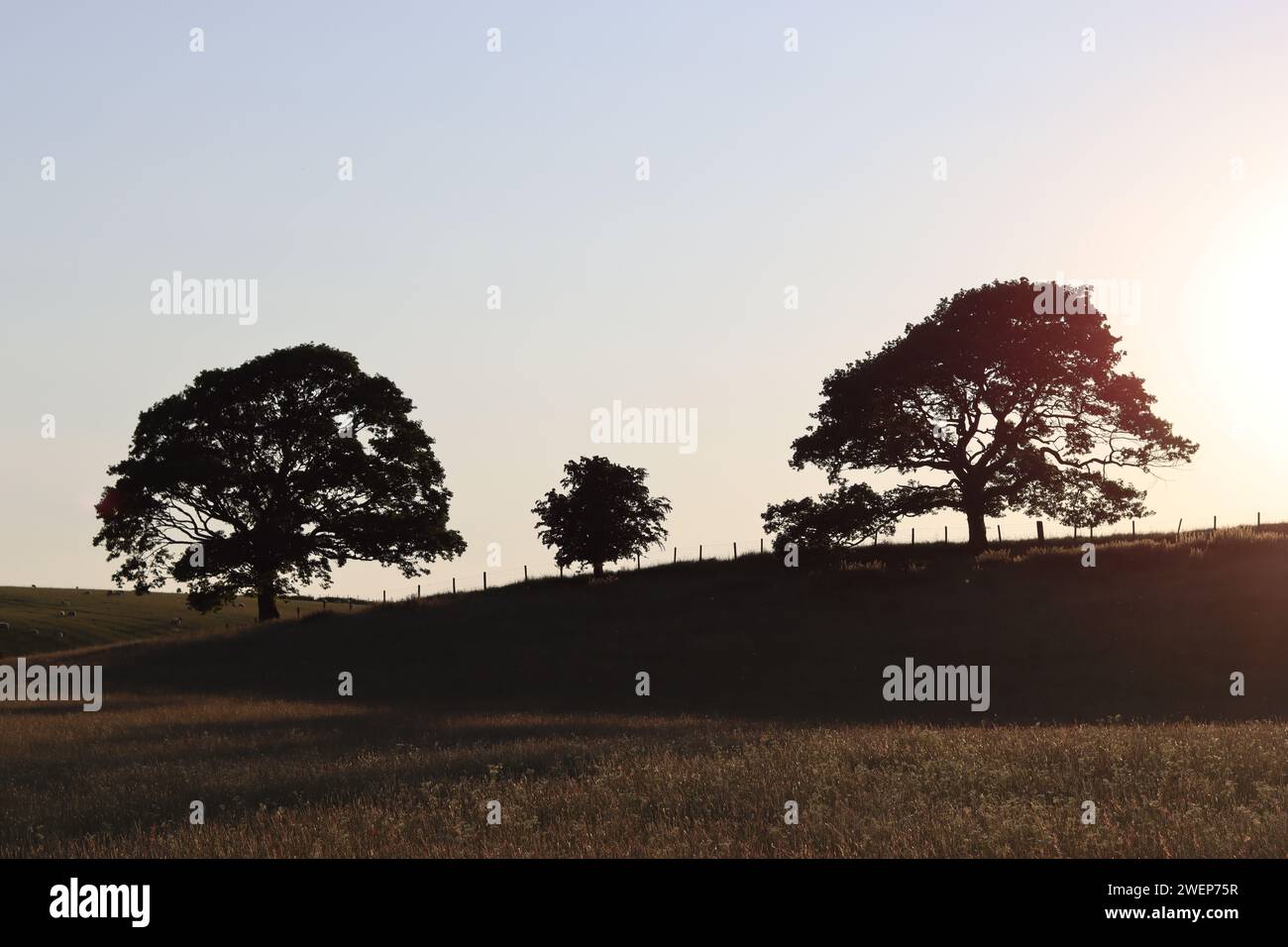 Chênes dans une prairie de foin de campagne, en silhouette dans la lumière dorée du soleil du soir Banque D'Images