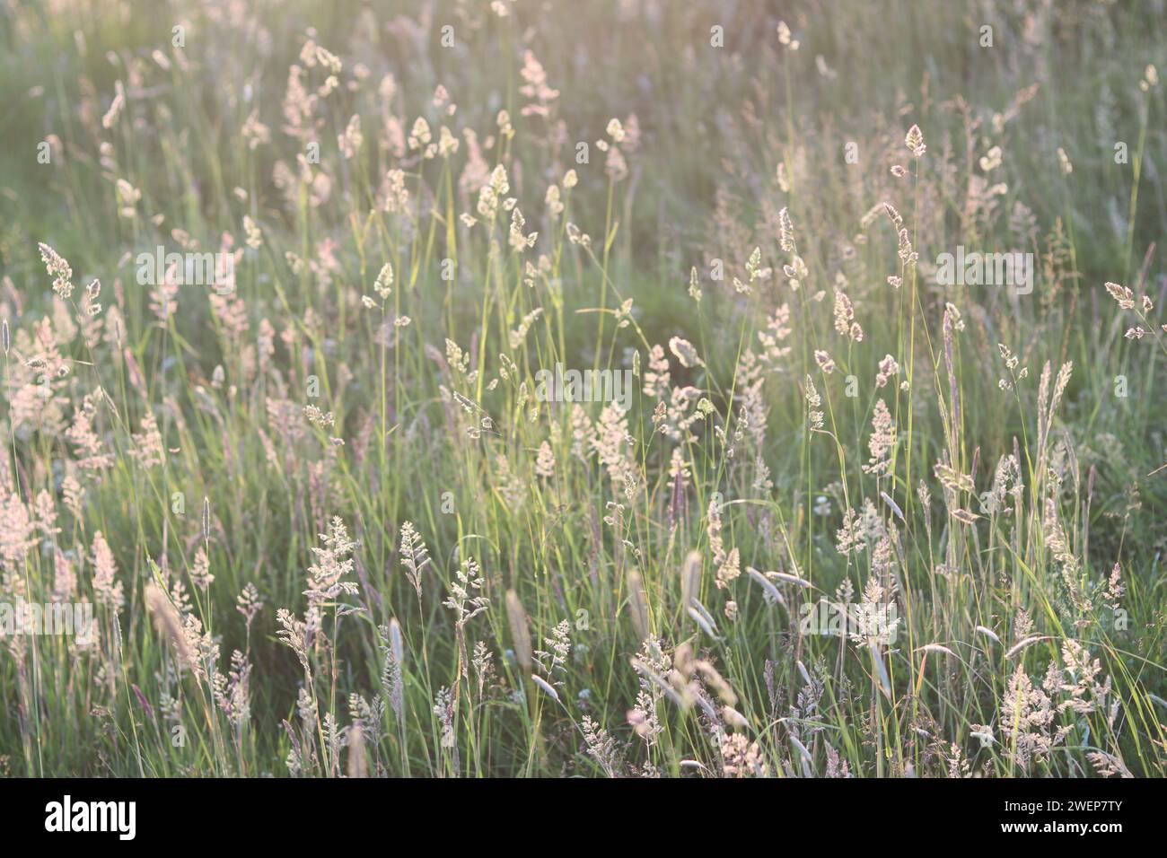 De longues herbes dans une prairie en été, dans le soleil doré du soir Banque D'Images