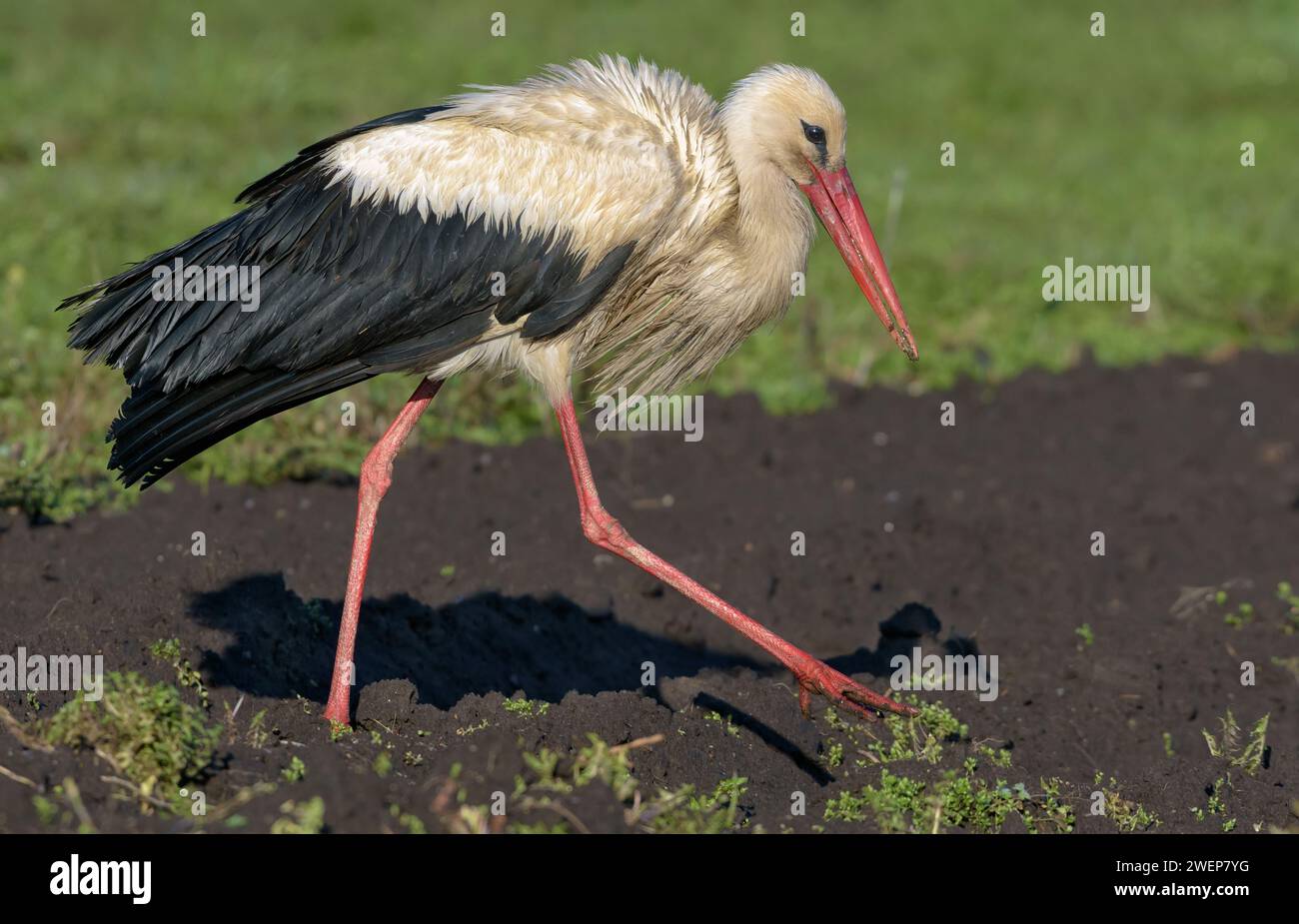 La cigogne blanche mature (Ciconia ciconia) se promène sur un champ fraîchement labouré au printemps Banque D'Images