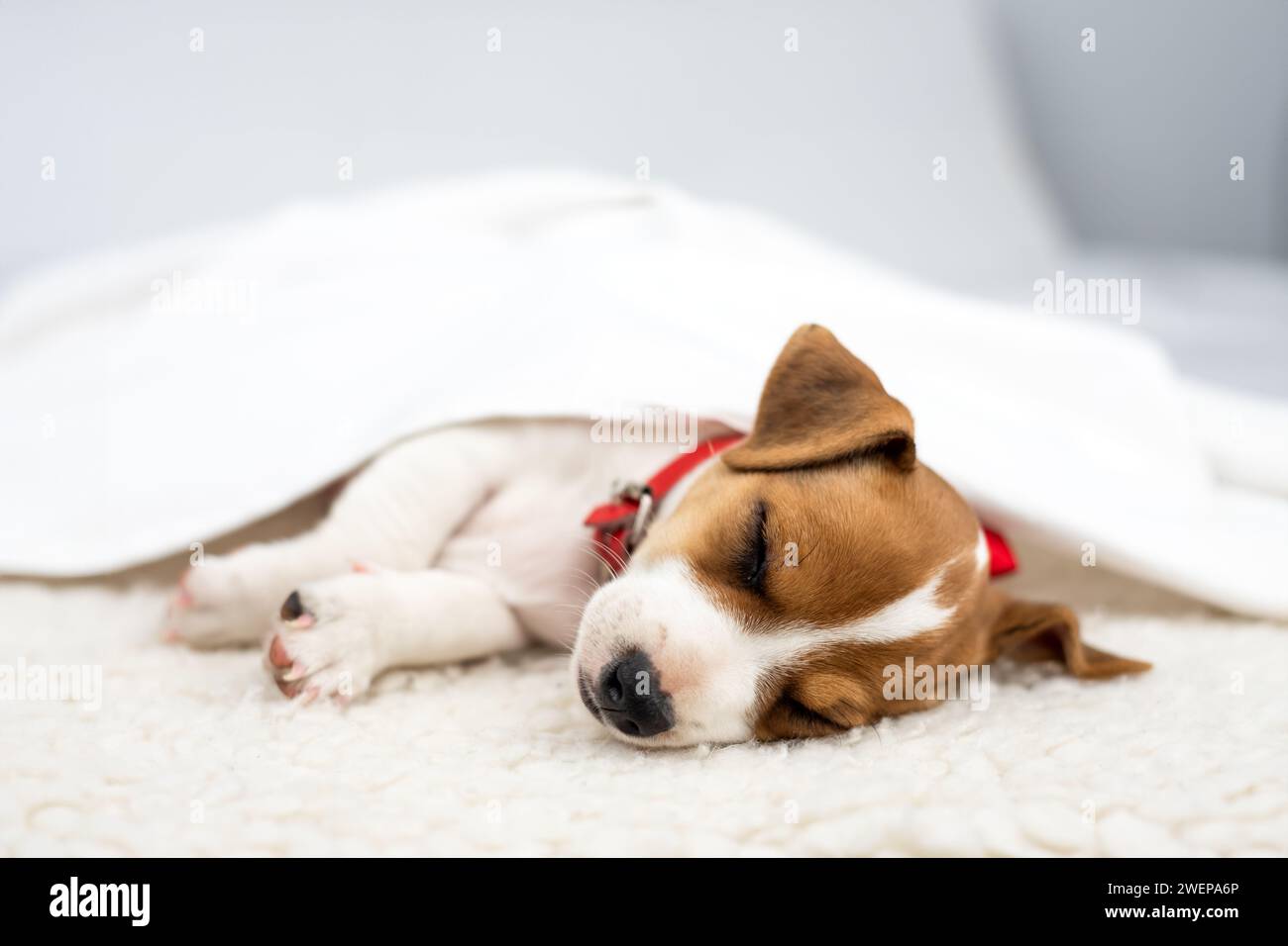 Jack russell terrier chiot avec collier rouge dort sous drap blanc sur tapis blanc en gros plan Banque D'Images