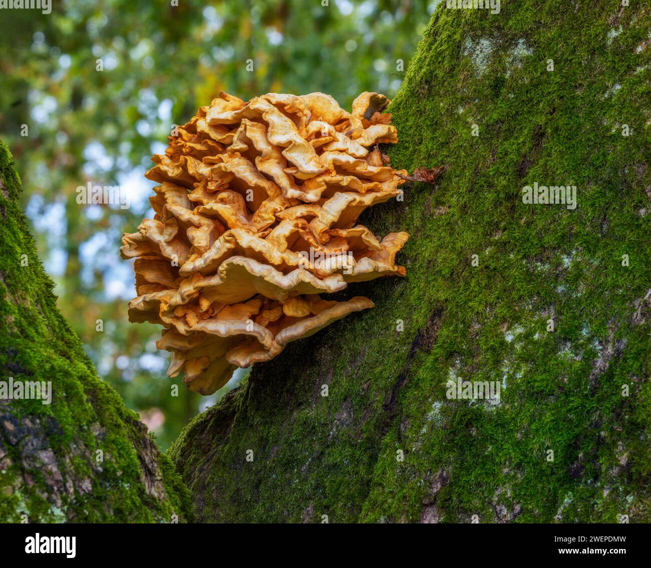 Gros plan d'un champignon d'arbre sur un énorme chêne Banque D'Images