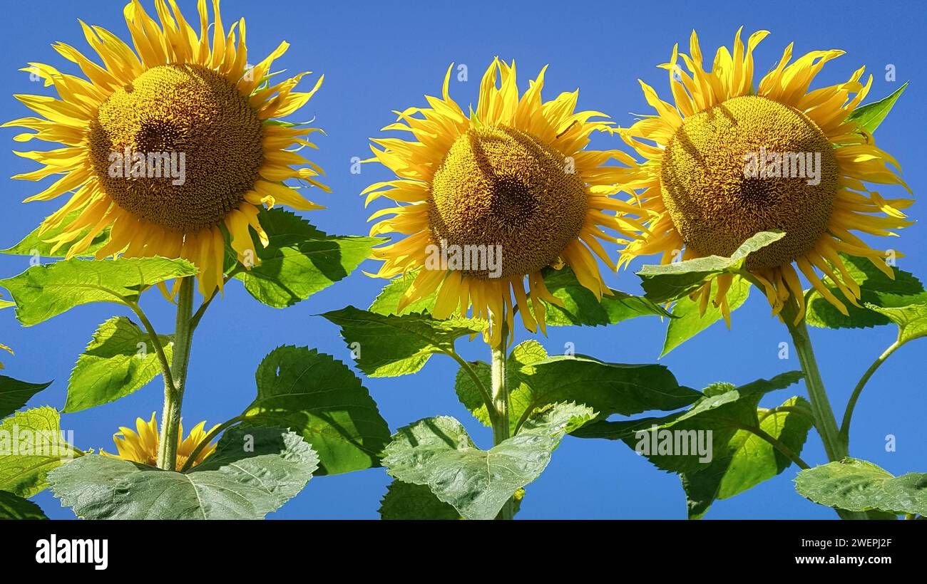 Sommer : Sonnenblumen im Sonnenlicht. Drei Sonnenblumen leuchten auf einem Feld im Sonnenlicht. Die Sonnenblumen wachsen an einer Landstraße in der N. Banque D'Images