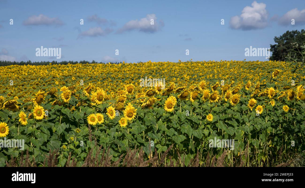 Sommer : Sonnenblumen im Sonnenlicht. - Sonnenblumen leuchten auf einem Feld im Sonnenlicht. Die Sonnenblumen wachsen an einer Landstraße in der Nähe v Banque D'Images