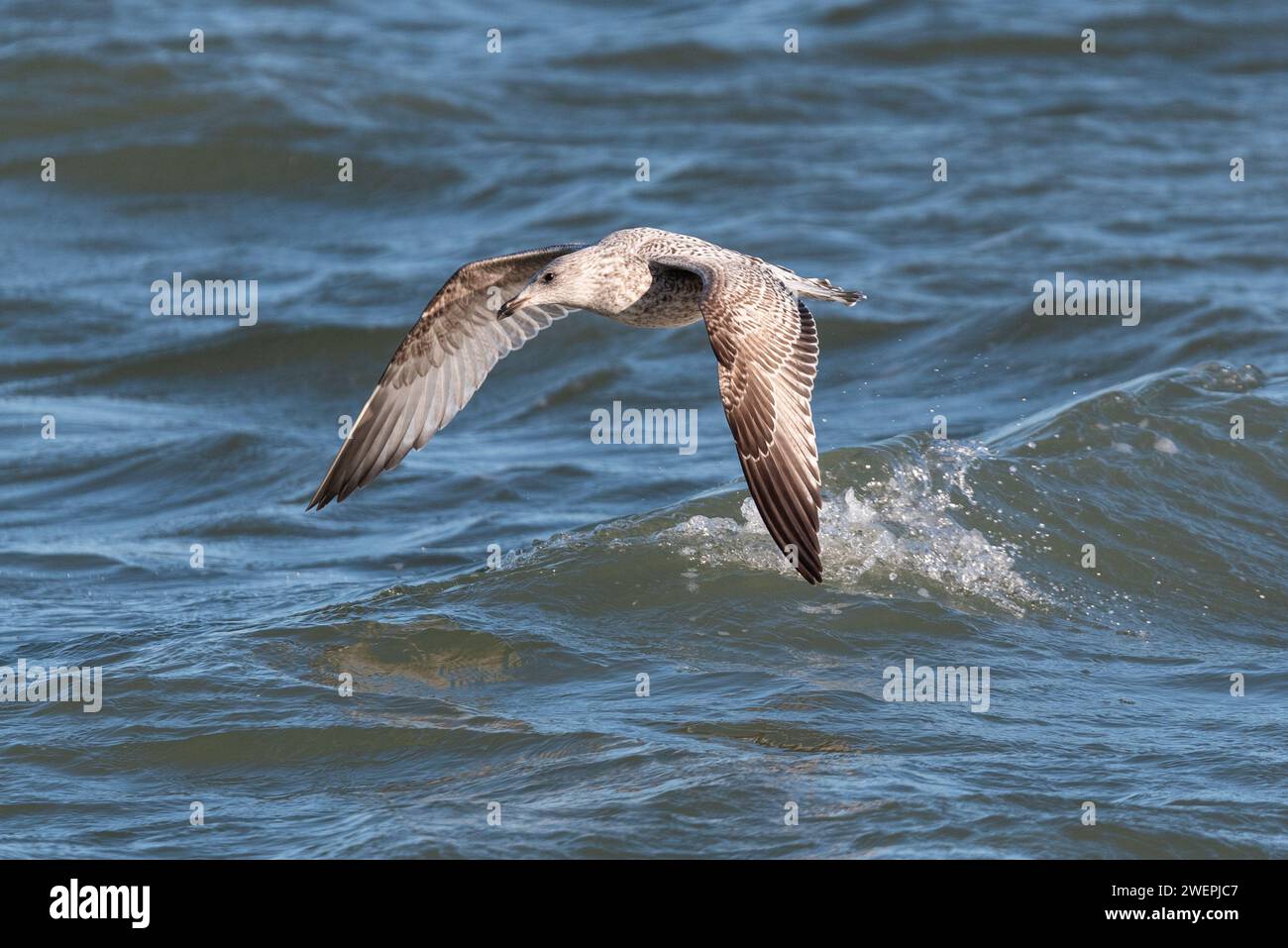 Goélands argentés juvéniles Larus argentatus volant à basse altitude au-dessus de la Tamise à Southend on Sea, Essex, Royaume-Uni. Famille des Gull Laridae Banque D'Images