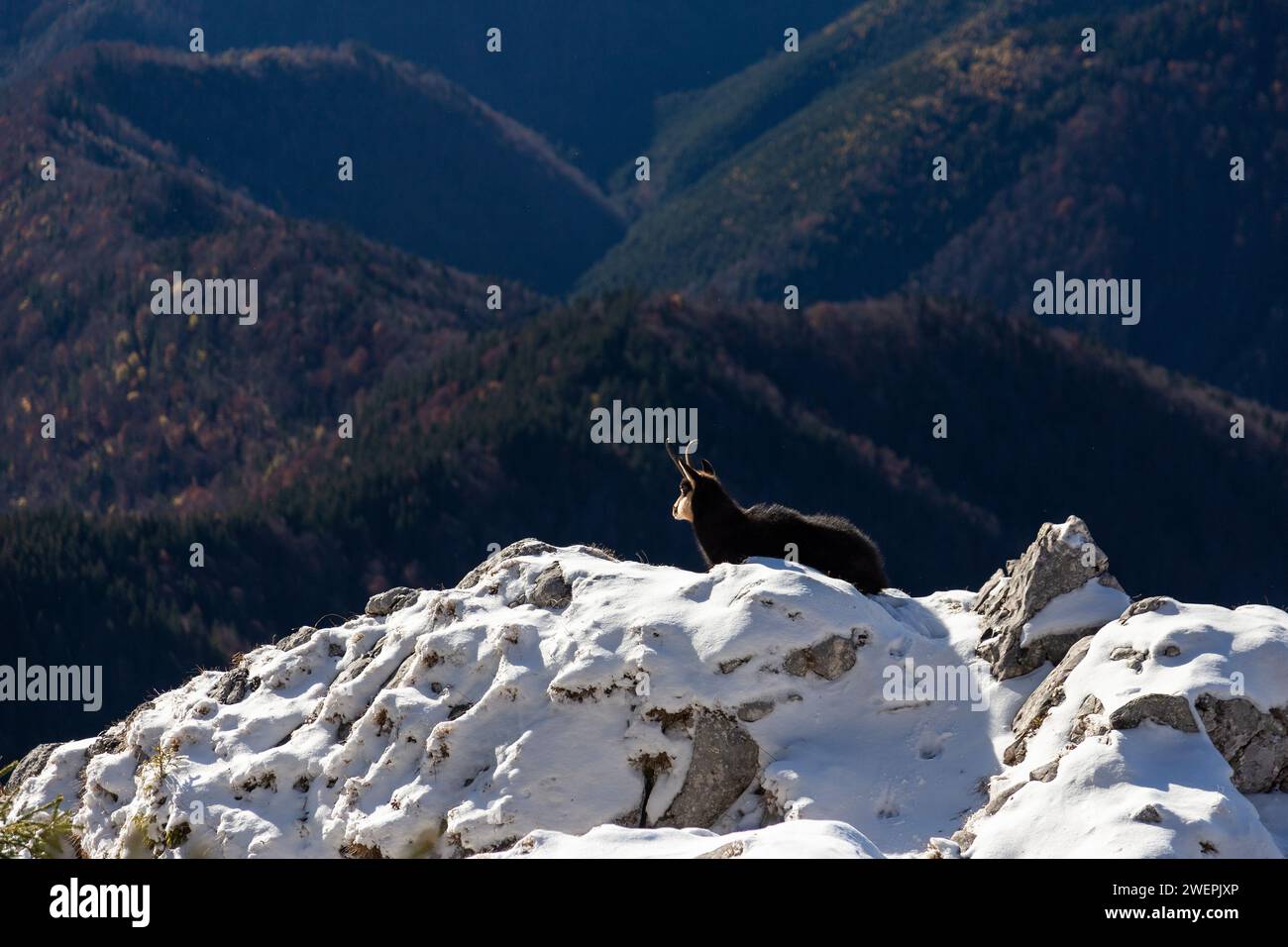 Beau chamois assis tranquillement sur une falaise au-dessus de la forêt, Carpates, Roumanie Banque D'Images