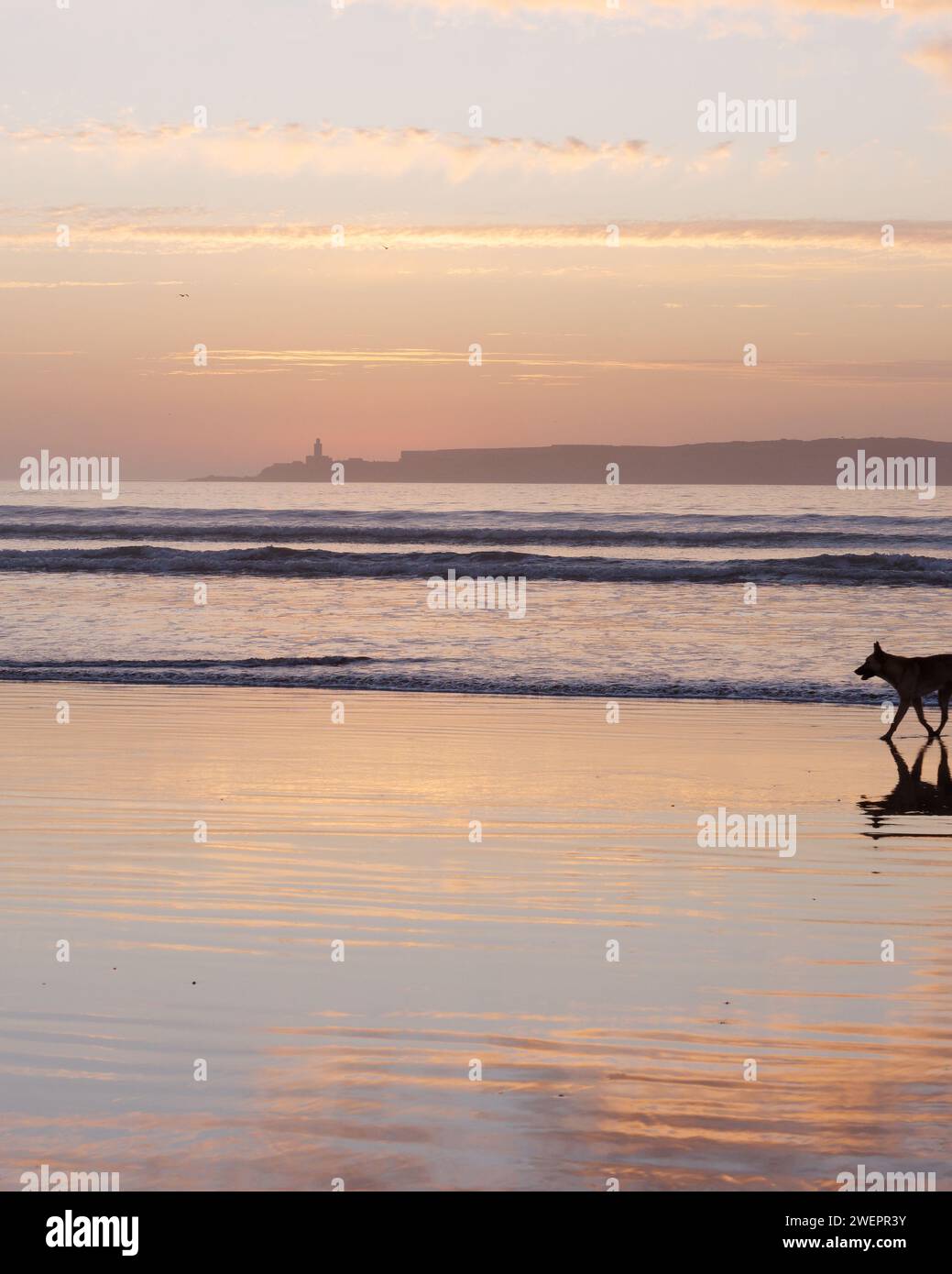 Coucher de soleil alors que les vagues roulent vers un chien dans l'eau peu profonde avec une île derrière sur une plage à Essaouira, Maroc, le 26 janvier 2024 Banque D'Images