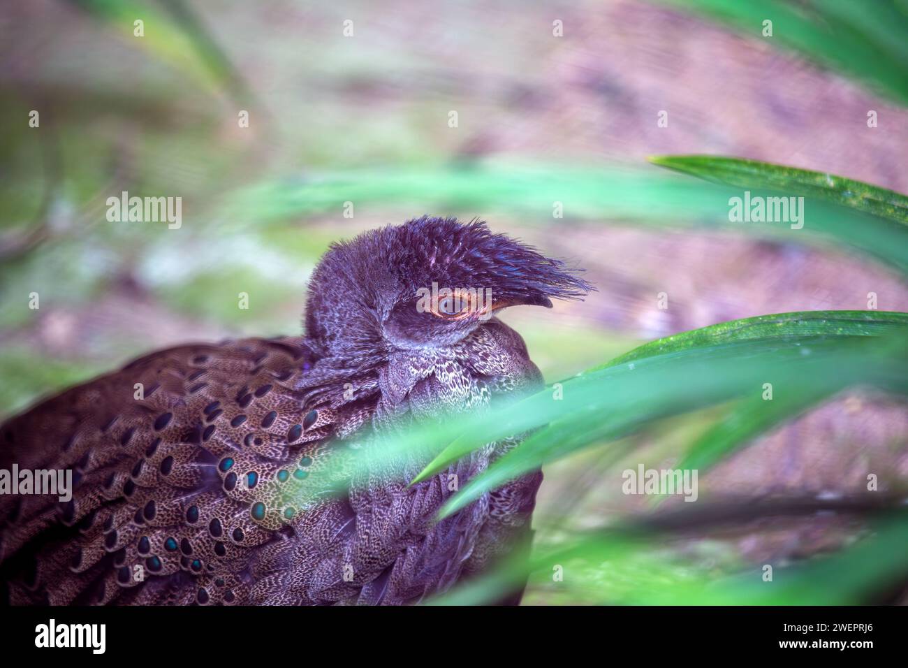 Magnifique faisan de paon de Malaisie, Polyplectron malacense, affichant son plumage vibrant dans les riches paysages de Malaisie. Banque D'Images