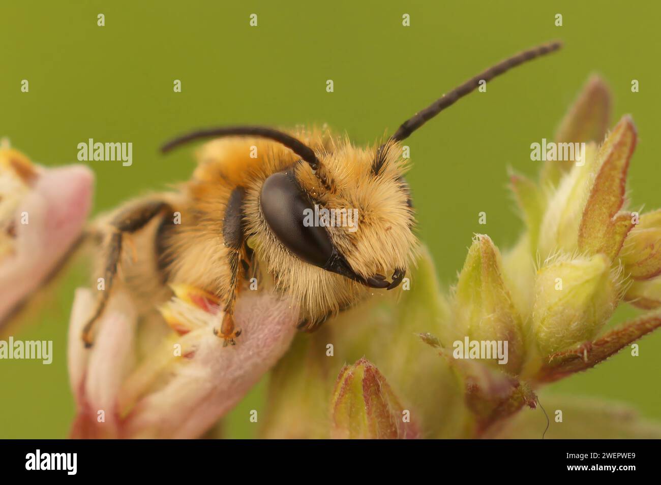 Gros plan naturel sur l'étrange mouche verte européenne de lanterne, Dictyophara europaea assis sur le bois Banque D'Images