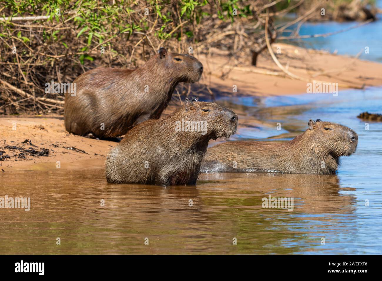 Famille capybara sur la rive de la rivière Cuiaba, Pantanal, Brésil Banque D'Images