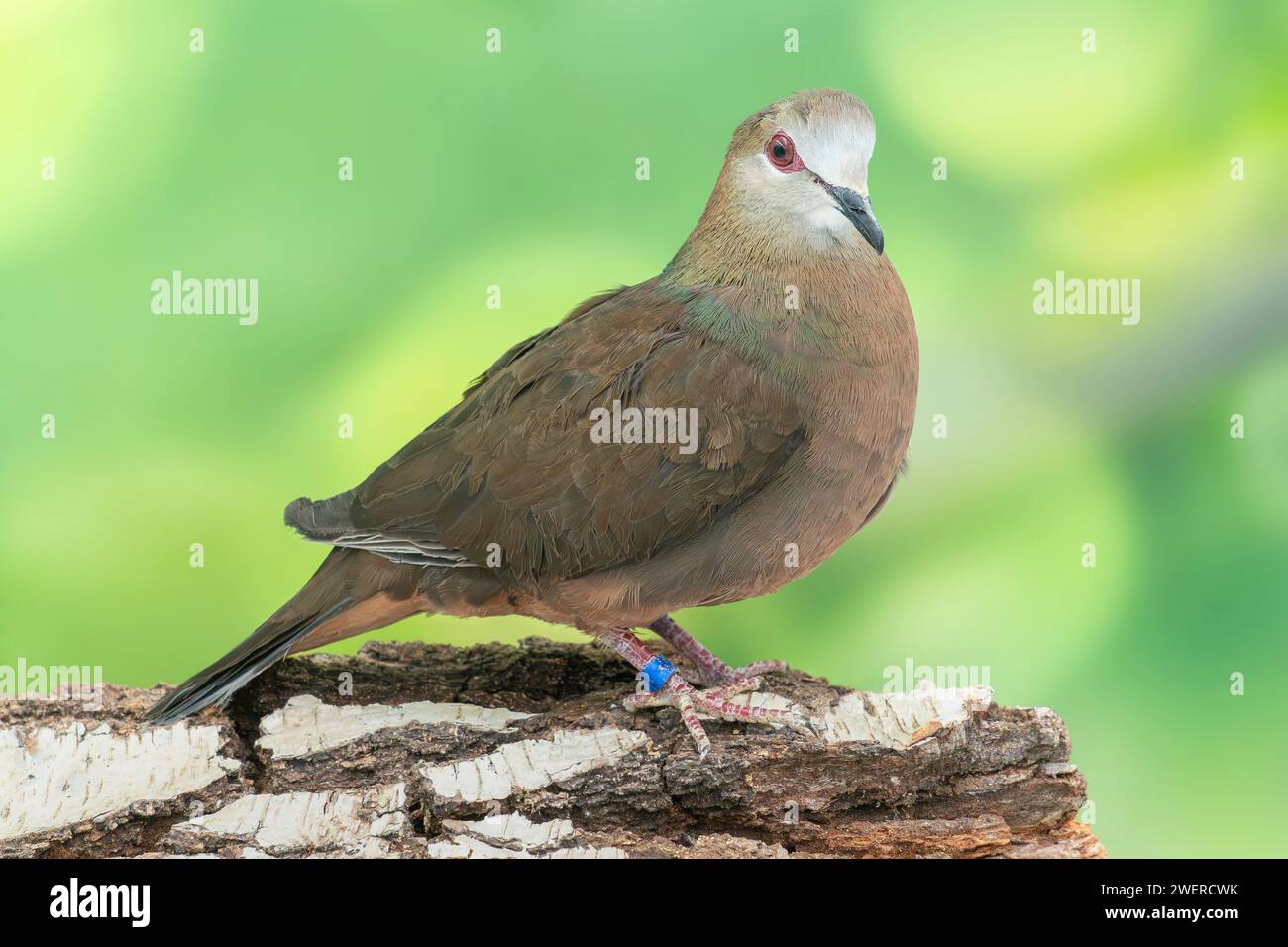 Colombe émon ou colombe cannelle, Colomba larvata Banque D'Images