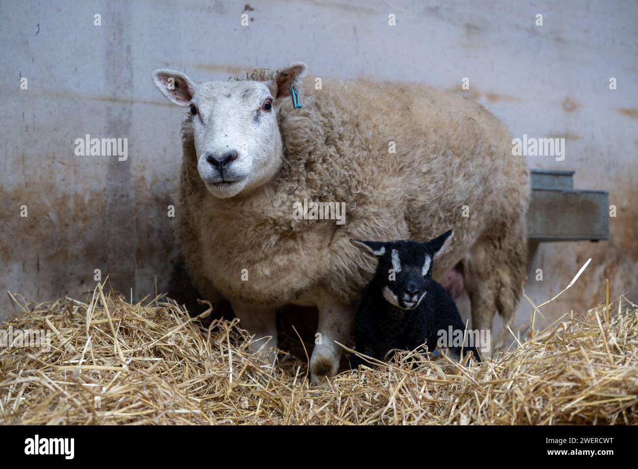 Des brebis croisées avec un blaireau de pedigree ont affronté Texel à pied à la suite d'un programme de reproduction d'embryons transplantés. Cumbria, Royaume-Uni. Banque D'Images