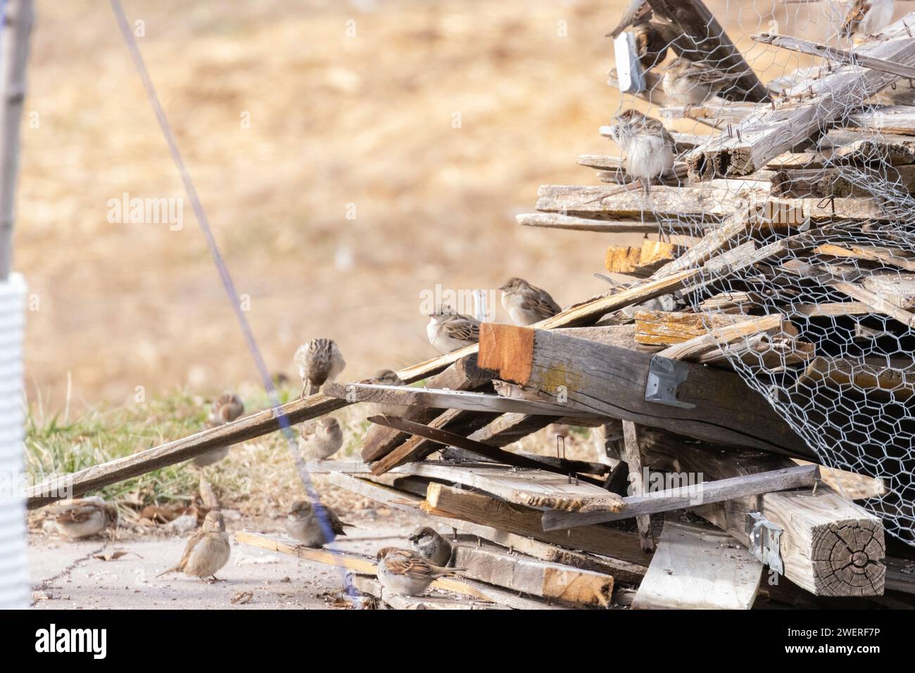 House Sparrows sur un tas de ferraille de bois. Banque D'Images