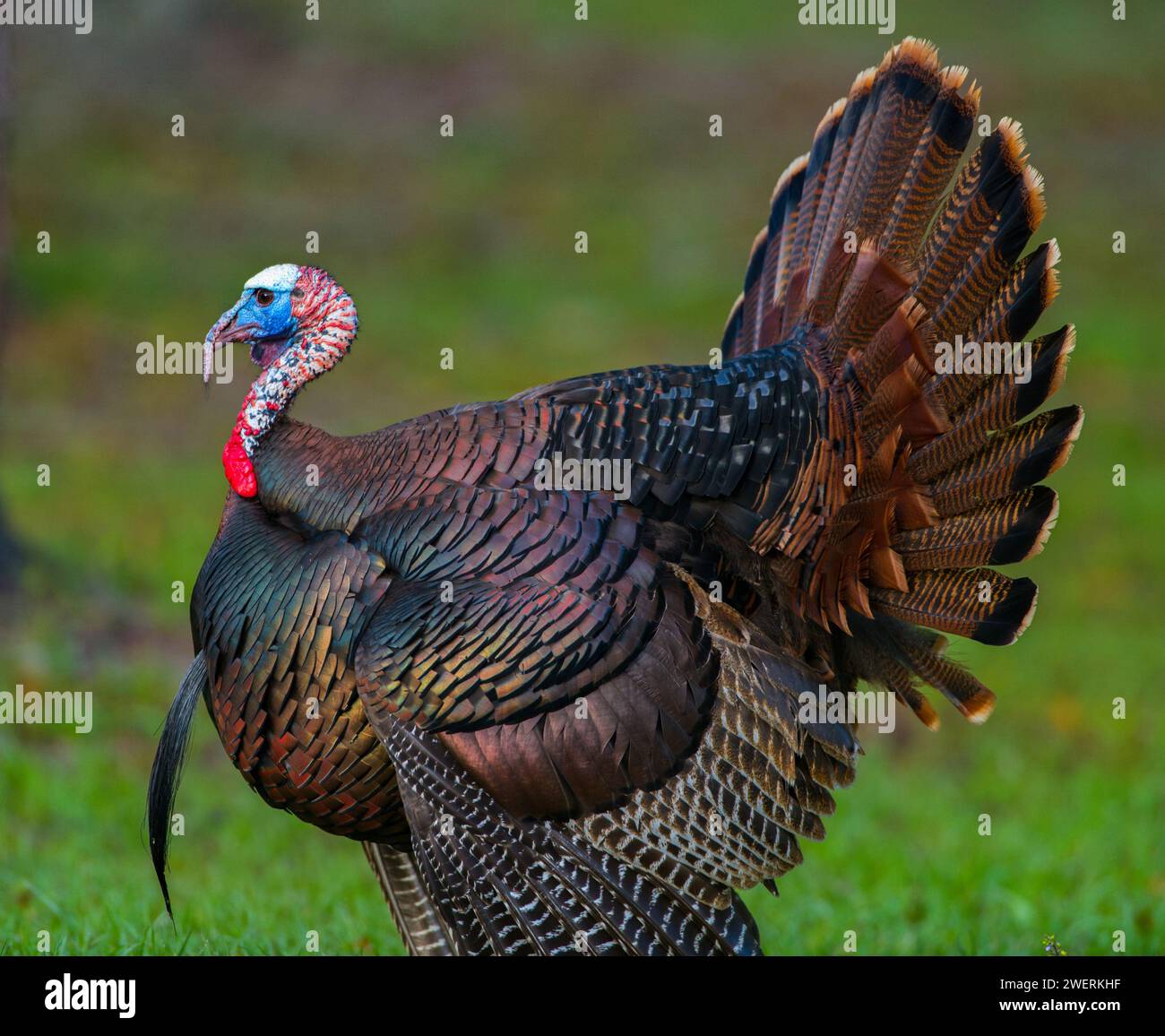 dinde sauvage d'Osceola - Meleagris gallopavo osceola - alias Florida turkey, est une sous-espèce de dinde sauvage qui ne se trouve que dans la péninsule de Floride. Côté Banque D'Images