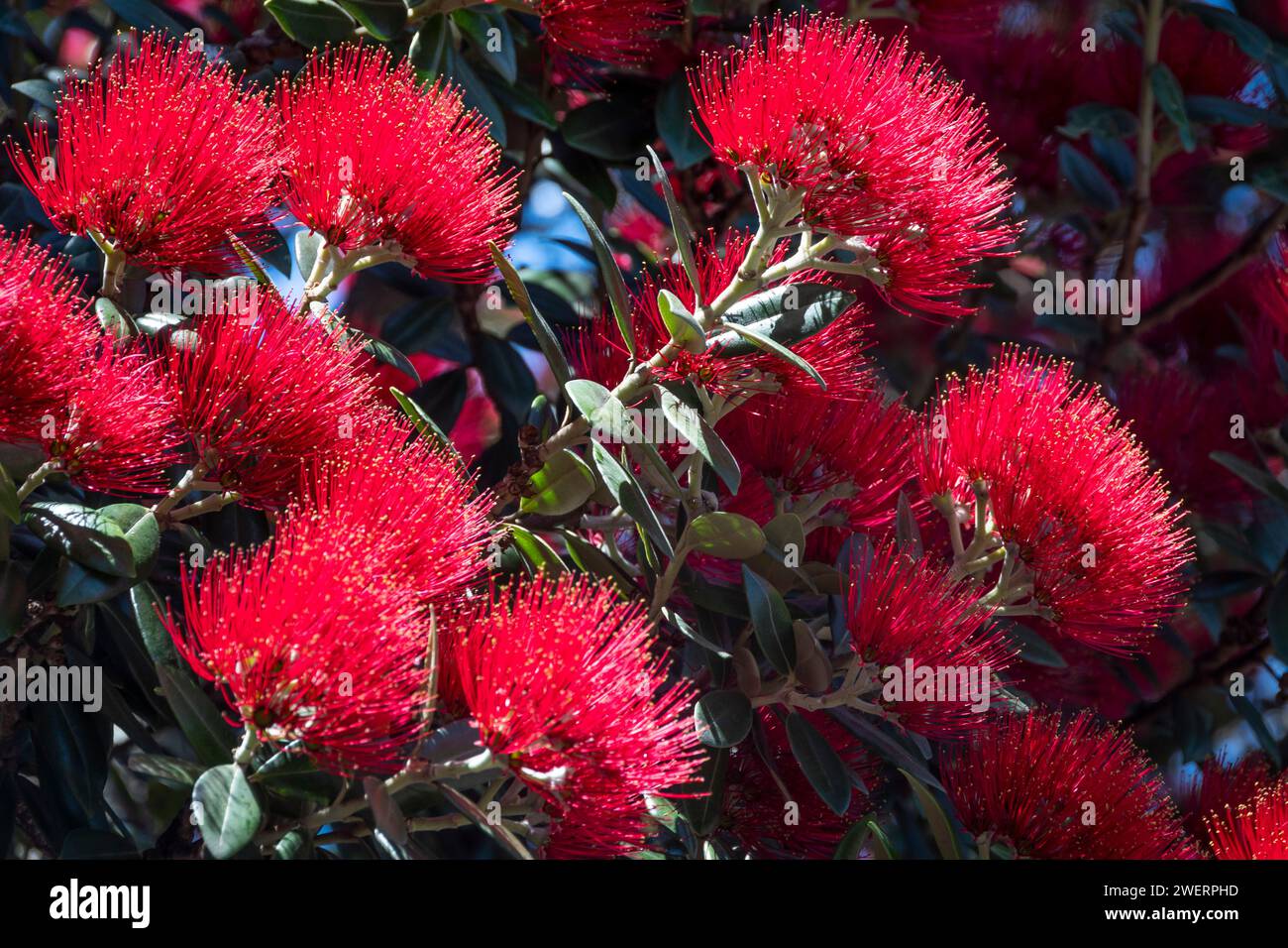 Arbre Pohutukawa en fleur, Palmerston North, Manawatu, Île du Nord, Nouvelle-Zélande Banque D'Images