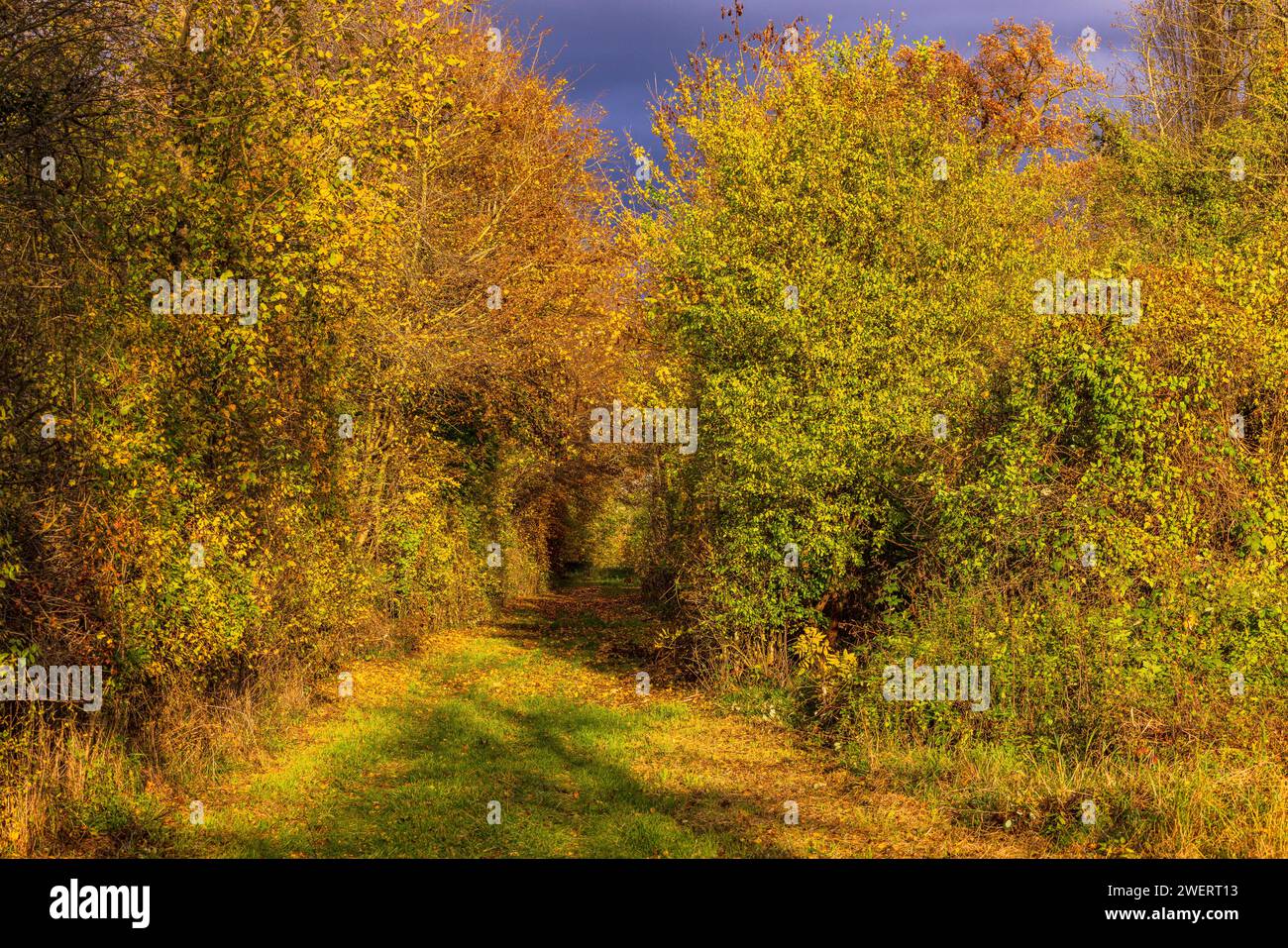 Chemin creux à travers les sous-bois et les buissons avec des couleurs automnales dans la lumière du soleil et les nuages dramatiques, Allemagne Banque D'Images Chemin creux à travers les sous-bois et les buissons avec des couleurs automnales dans la lumière du soleil et les nuages dramatiques, Allemagne Banque D'Images