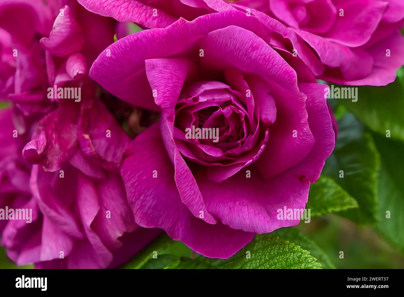 Belle fleur de roselike rose foncé avec des pétales délicats en pleine floraison sur une journée ensoleillée d'été. Banque D'Images