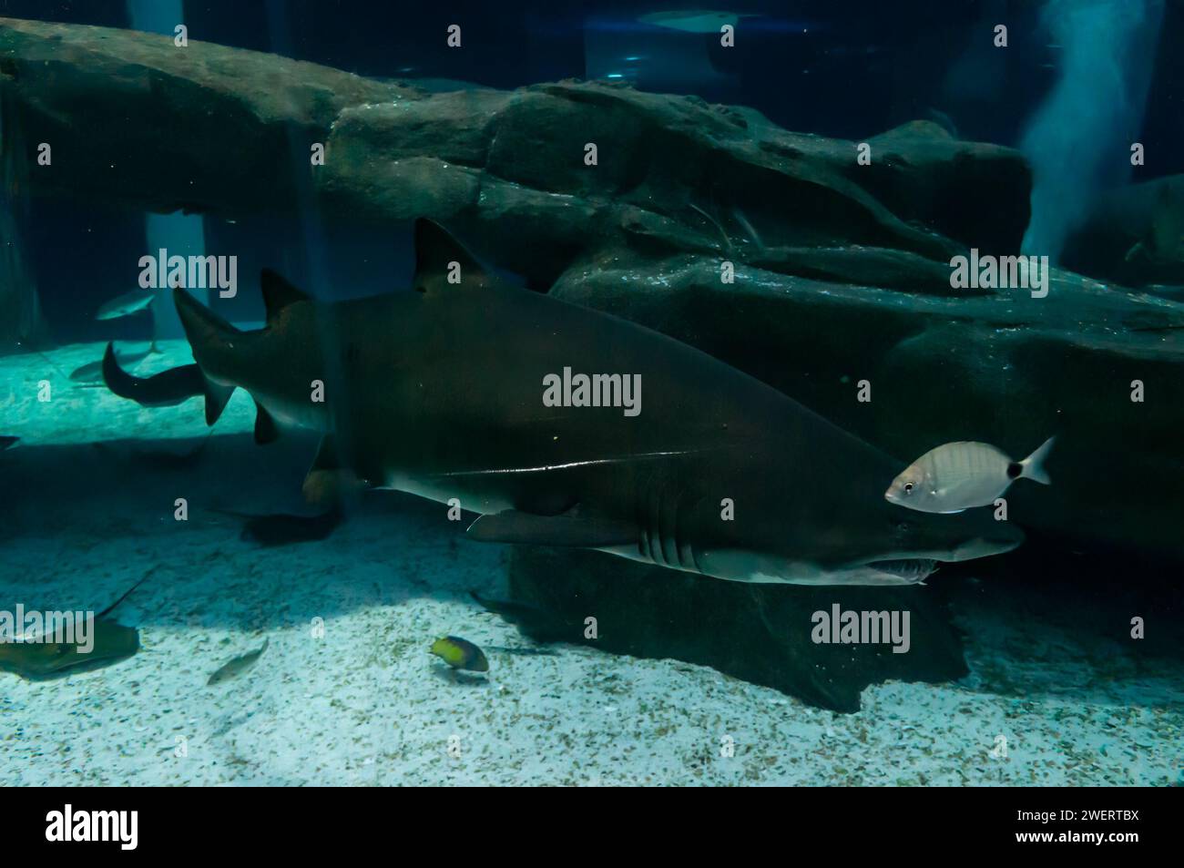 Un requin tigre de sable (carcharias taurus) nageant à l'intérieur du réservoir d'aquarium marin de grand requin dans l'aquarium public AquaRio situé dans le district de Gamboa. Banque D'Images