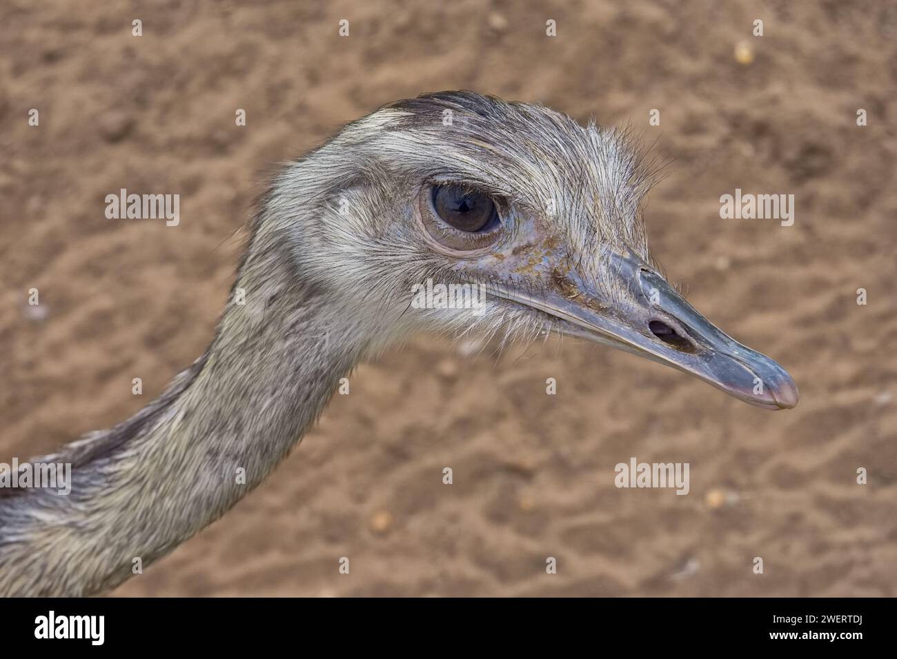 Oiseau Rhéa en gros plan montrant le bec et les traits du visage dans les moindres détails. Banque D'Images