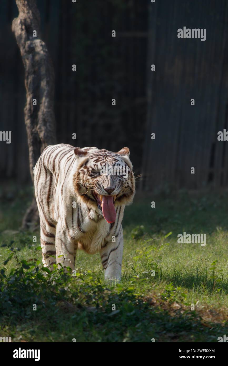 Tigre blanc souriant avec une expression heureuse et les yeux fermés Banque D'Images