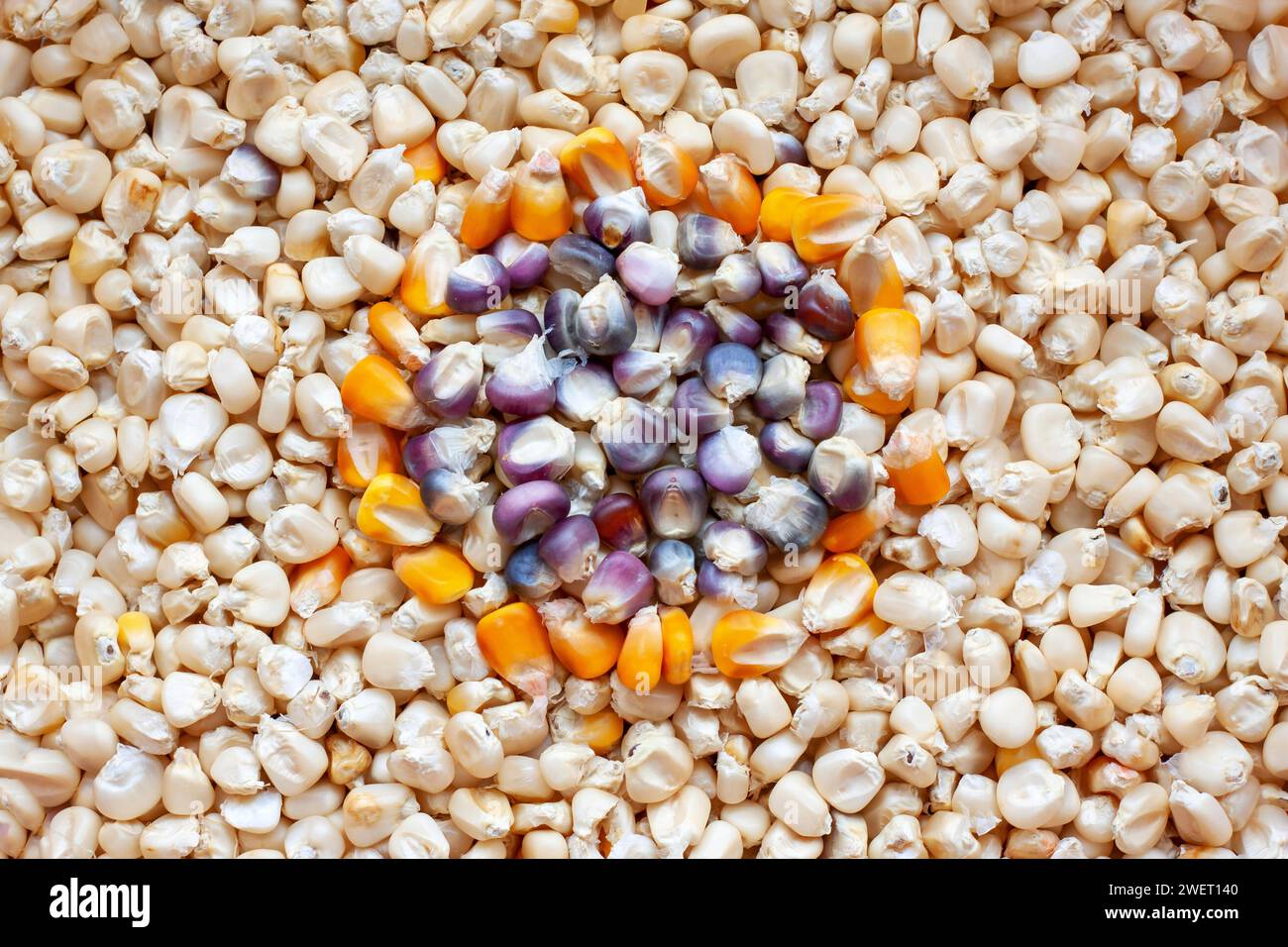 Fond de grain de maïs jaune et violet Banque D'Images