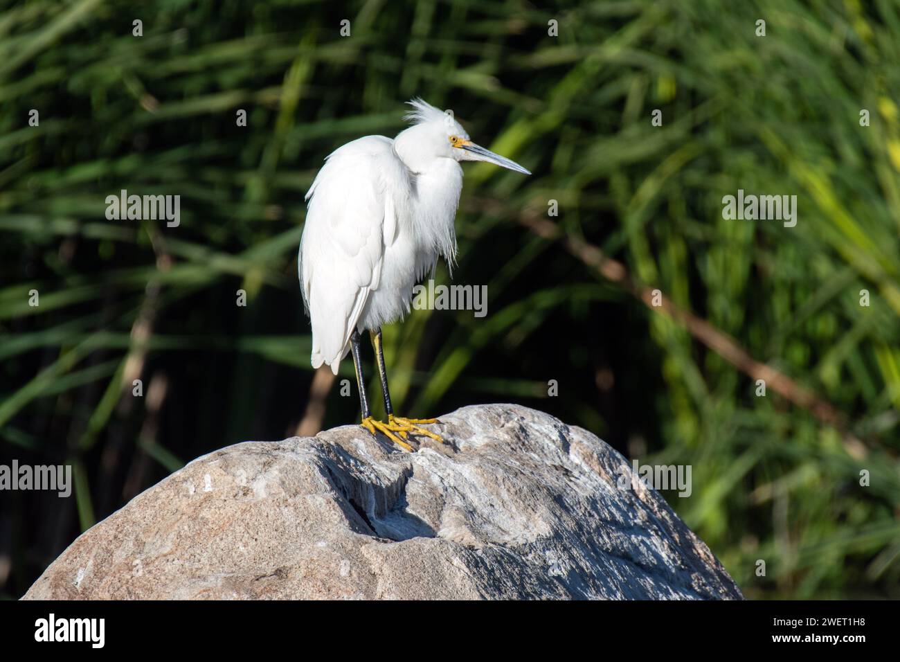 Aigrette neigeuse (Egretta thula) Banque D'Images