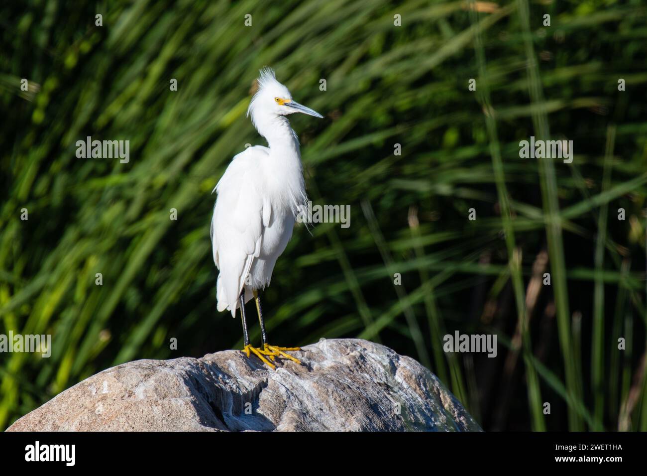 Aigrette neigeuse (Egretta thula) Banque D'Images