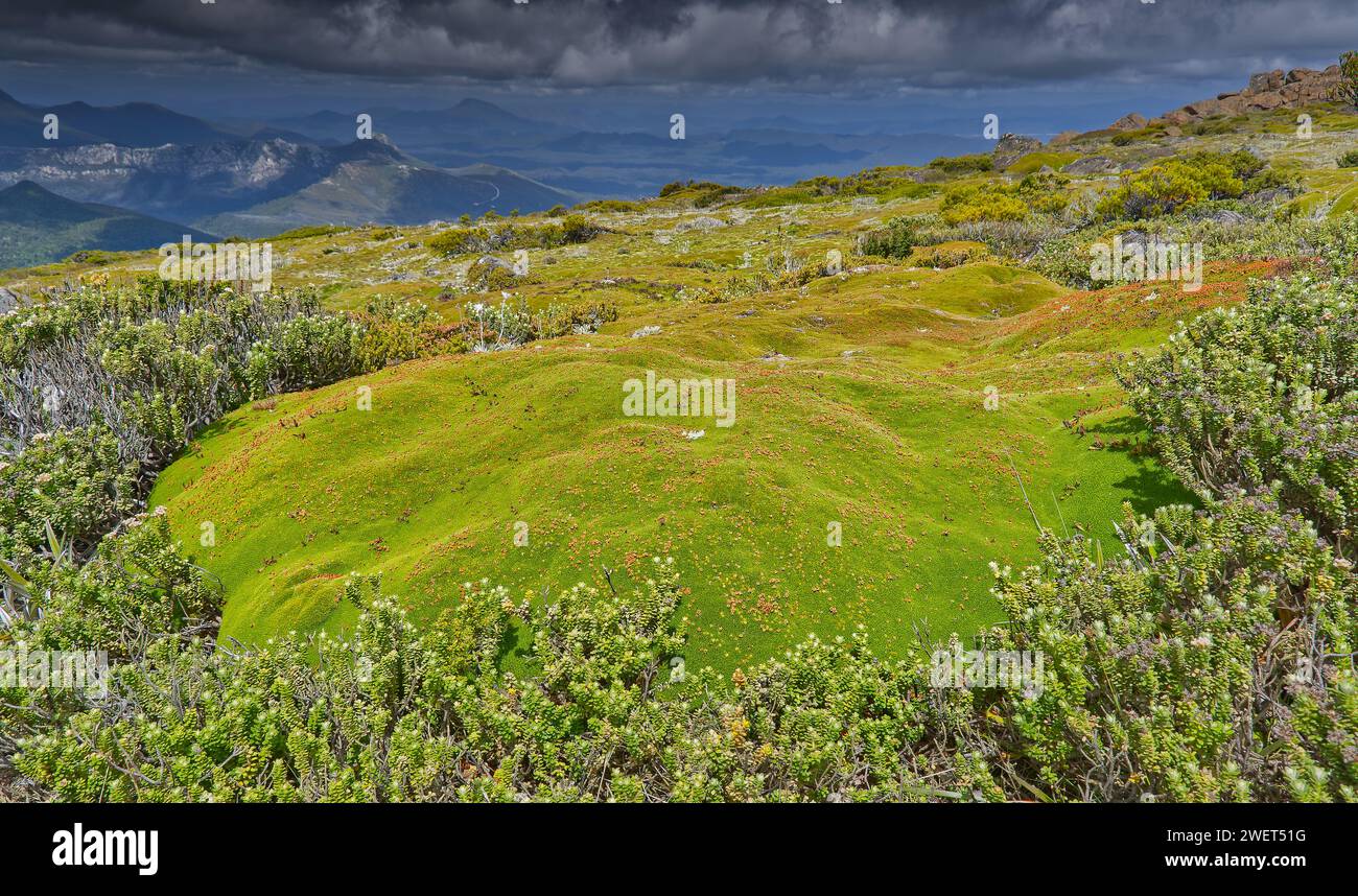 Plante géante de coussins dans un champ d'herbes alpines sur Mount Field West, parc national de Mount Field, Tasmanie, Australie Banque D'Images