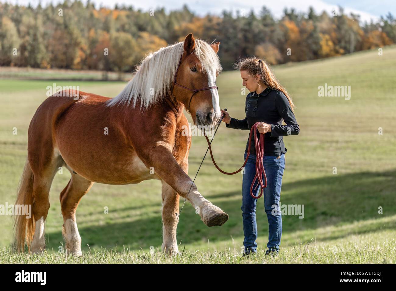 Une jeune femme adulte en formation de trick d'équitation avec son cheval de trait de sang froid noriker marron en automne à l'extérieur Banque D'Images