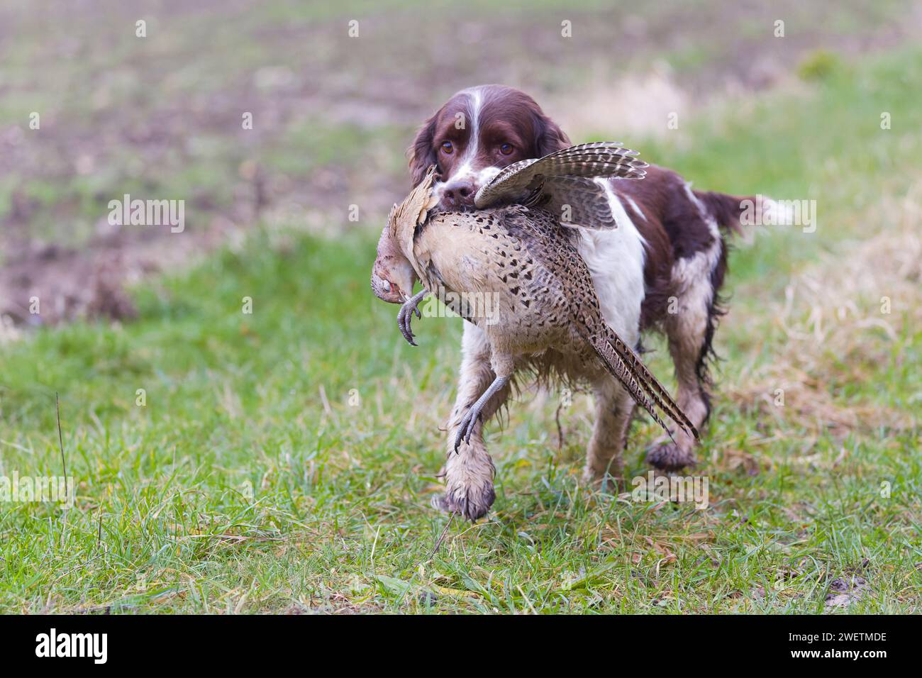 Cocker spaniel courant à travers le champ avec faisan commun Phasianus colchicus, femelle adulte dans la bouche pendant le tir de gibier, Suffolk, Angleterre, janvier Banque D'Images