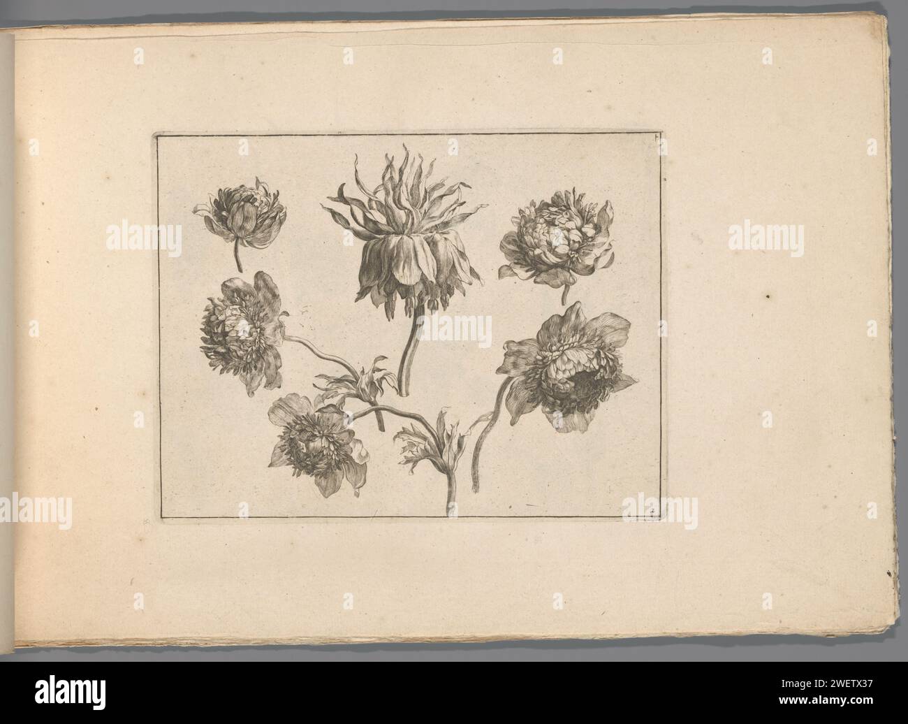 Pivoines, Gerard Valck (possible), 1670 - 1726 papier imprimé. gravure de corde plantes et herbes : pivoine Banque D'Images