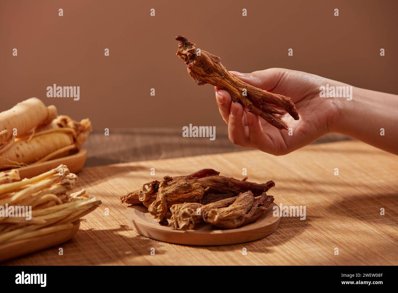 Vue de face de la main femelle ramassant une racine de ginseng rouge. Ceci est considéré comme un médicament rare et traditionnel qui a des effets antioxydants, stimule le i Banque D'Images