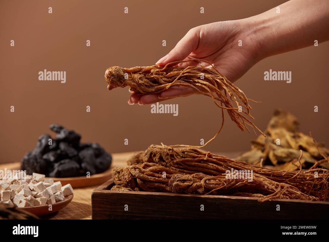 Vue de face de la main femelle tenant une angelica sinensis sur fond brun. Le travail d'herbes chinoises soutient la régulation menstruelle, le traitement digestif, anti- Banque D'Images